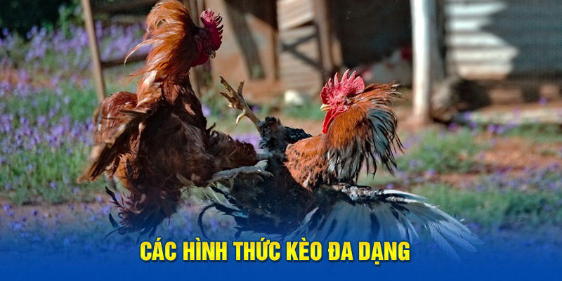 Các hình thức kèo đa dạng