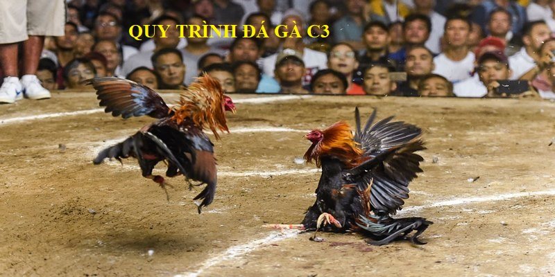 Quy trình diễn ra trận đá gà