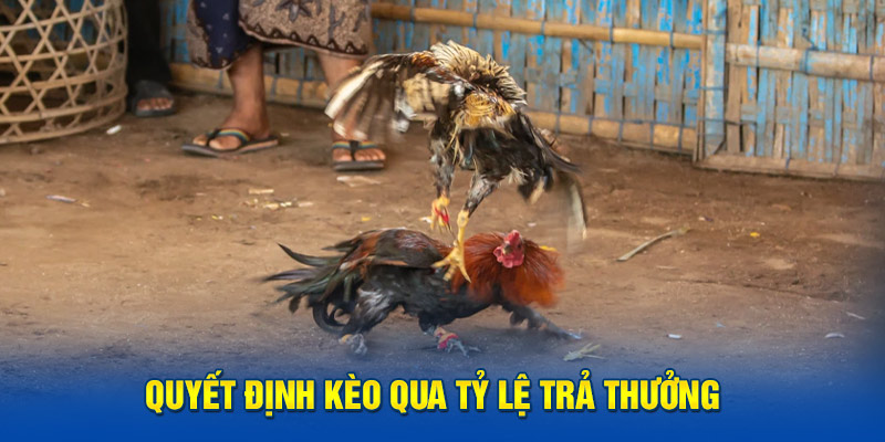 Quyết định kèo qua tỷ lệ trả thưởng