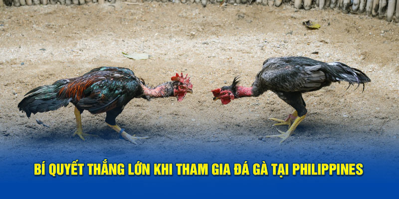 Bí quyết thắng lớn khi tham gia đá gà tại Philippines