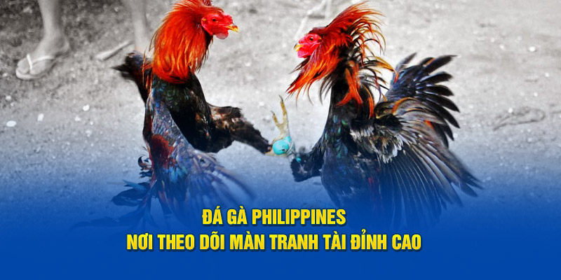 đá gà Philippines