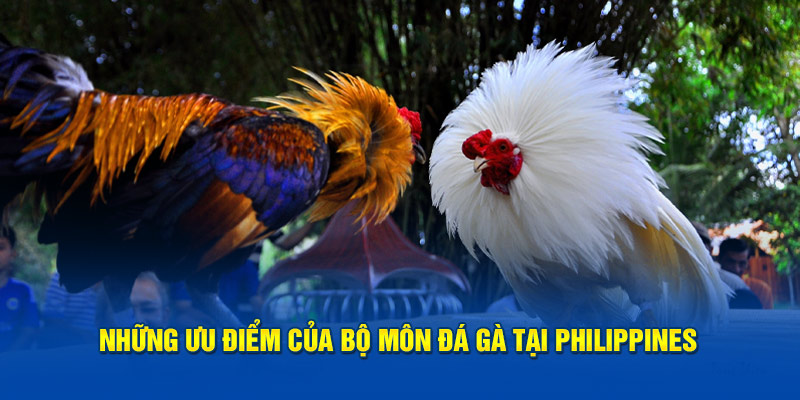 Những ưu điểm của bộ môn đá gà tại Philippines