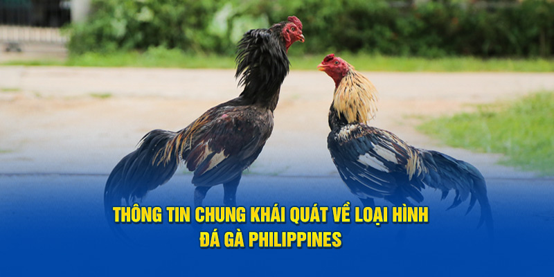 Thông tin chung khái quát về loại hình đá gà Philippines