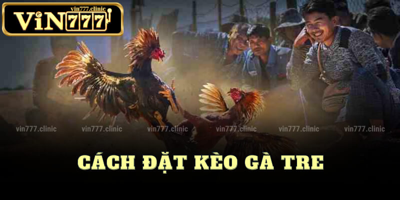 Cách Đặt Kèo Gà Tre